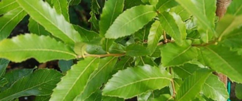 QUERCUS acutissima un chêne aux feuilles de châtaigner