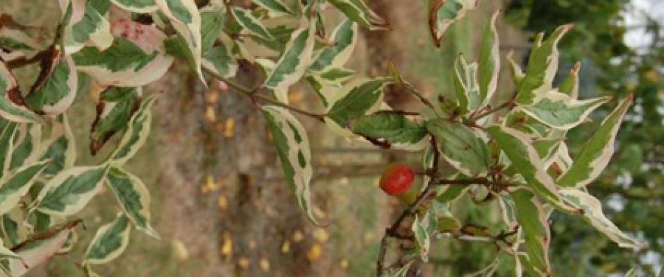 Cornouiller des pagodes panaché - Un arbre onirique