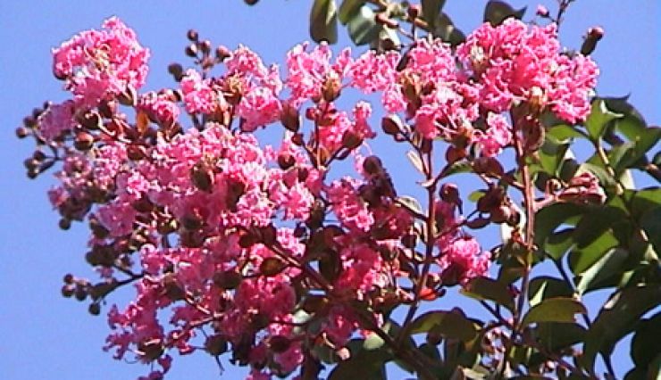 Lilas des indes rose : magnifique floraison estivale rose