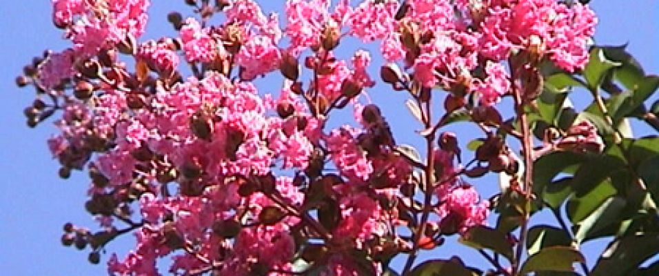 Lilas des indes rose : magnifique floraison estivale rose