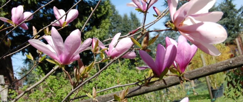 Le Magnolia soulangeana - superbe floraison rose