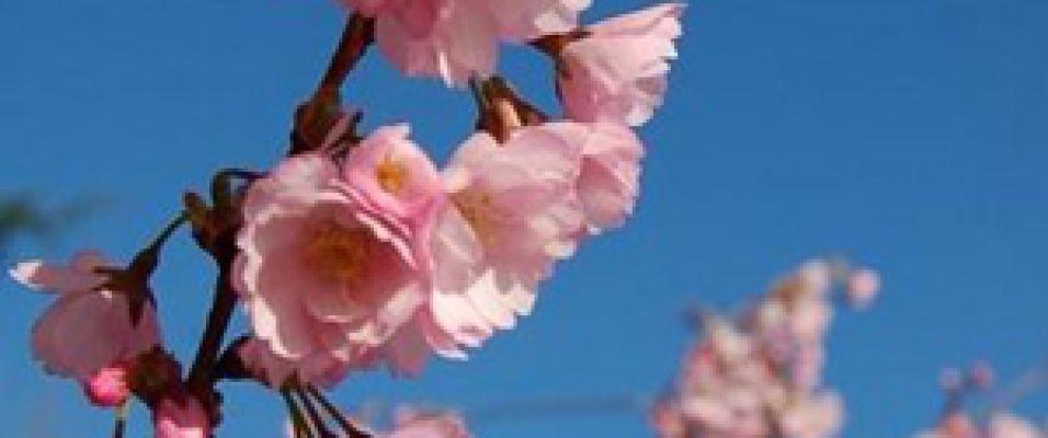 PRUNUS accolade : magnifique floraison rose-fuschia