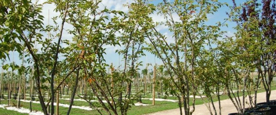 Ornementez jardins, parcs et avenues avec les cerisiers à fleurs