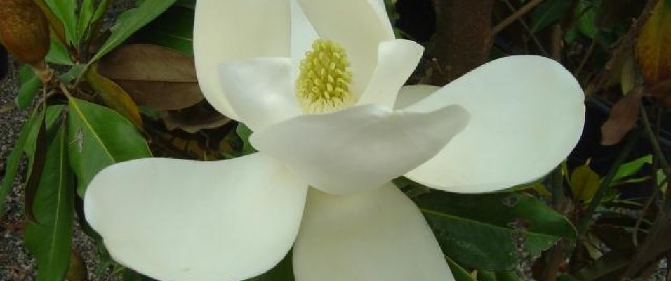 Magnolia persistant avec une magnifique floraison estivale