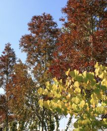 Le frêne de Bordeaux, joyau des couleurs d’automne