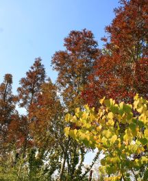 Fraxinus Raywood — Le frêne de Bordeaux, joyau des couleurs d’automne