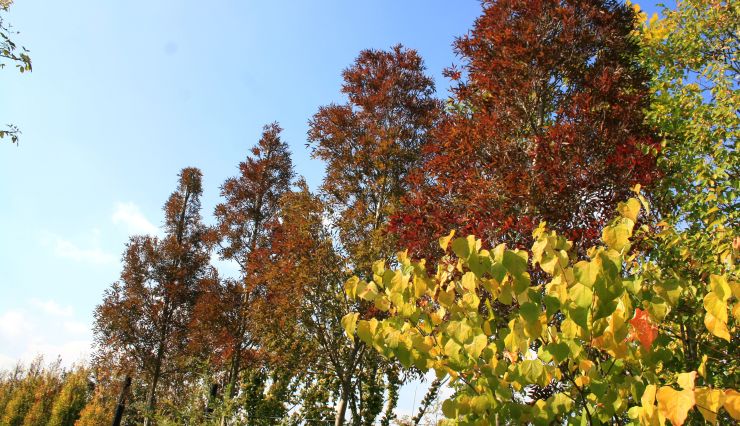 Fraxinus angustifolia ‘Raywood’ — Le frêne de Bordeaux, joyau des couleurs d’automne