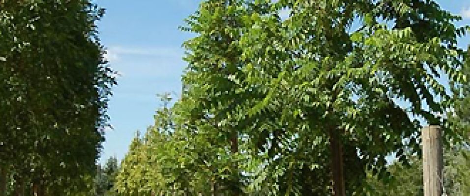 Vente et Plantation du Noyer Noir d'Amérique Juglans nigra