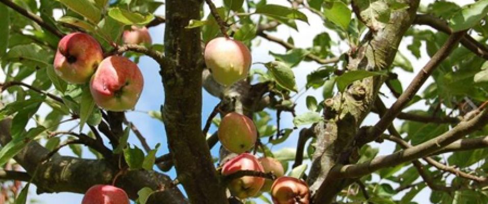 Plantez le pommier 'starking' delicious dans votre jardin