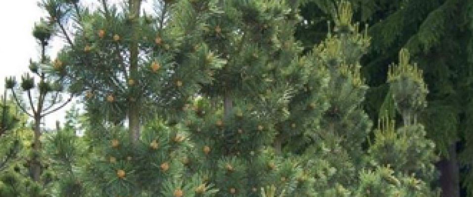 Pin de Weymouth Fastigié - Pinus strobus 'Fastigiata'