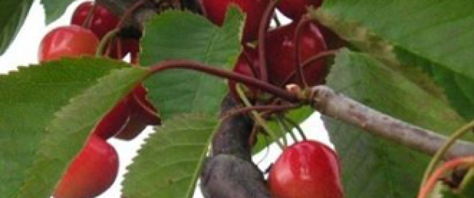 Cerisier Bigarreau Moreau de Grosses Cerises Noires