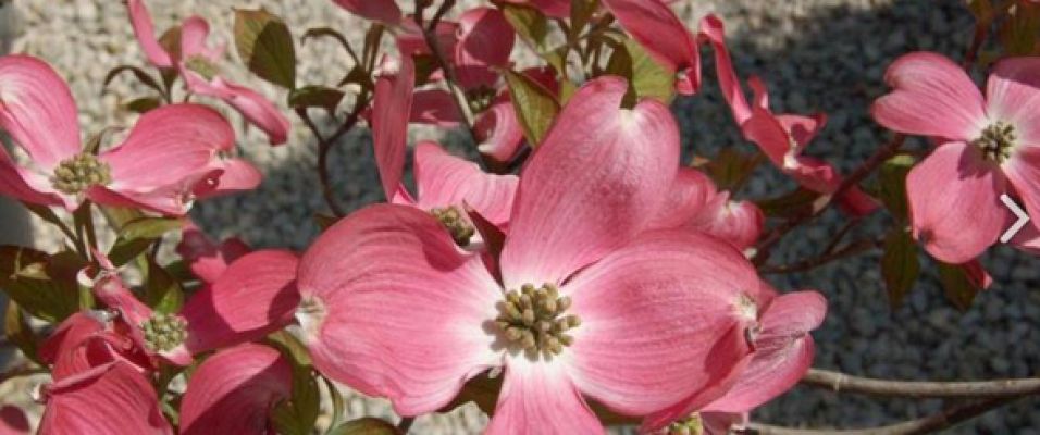 CORNUS florida 'Royal Red', une floraison rose spectaculaire