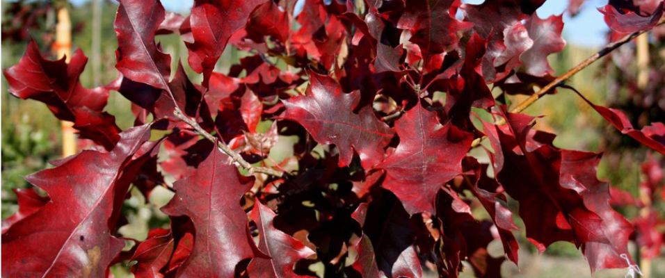 QUERCUS shumardii, en 2020 chez les pépinières de bazainville