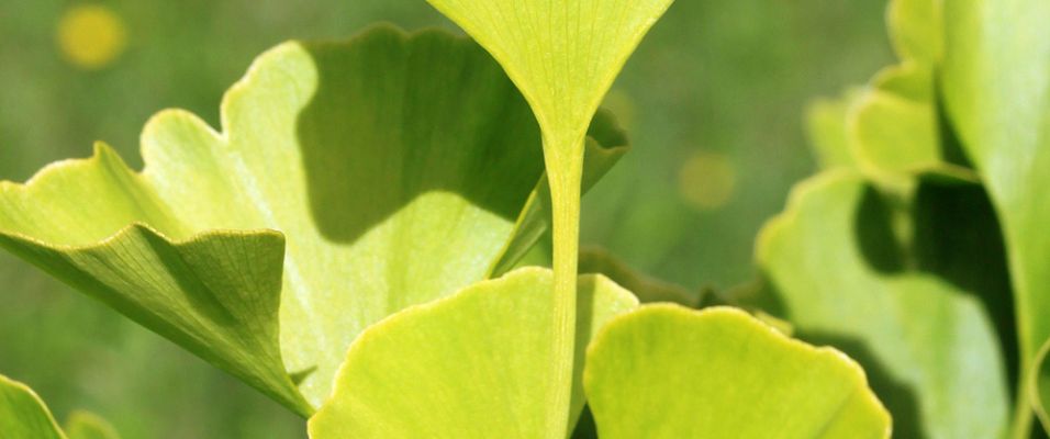 Arbre aux quarante écus - Gingko biloba