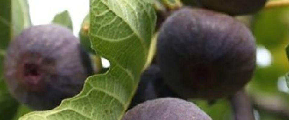 Figues bio dans votre jardin le figuier 'Noire de Bellone'