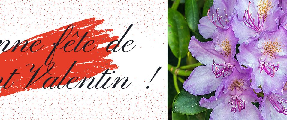 Rhododendron pour la Saint Valentin - Offrez un Arbre !