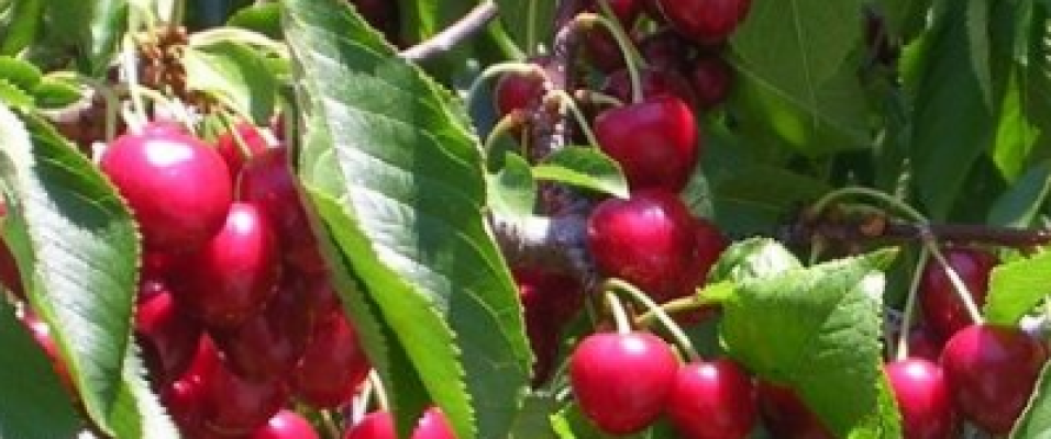 Cerisier Bigarreau Marmotte - Achat de Cerisiers en Pépinières