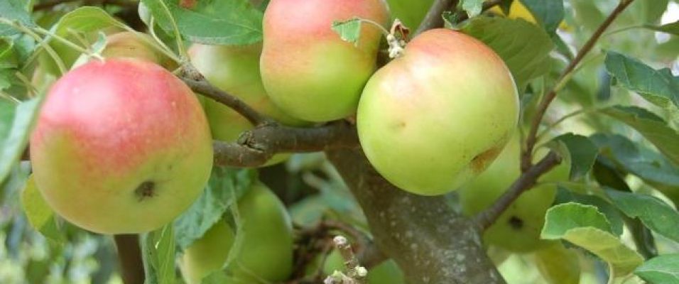 De délicieuses pommes idared dans votre jardin