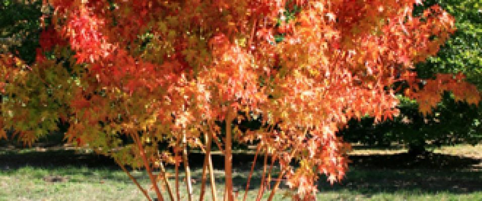 Erable du Japon Ueno Yama, feuillage jaune lumineux au printemps