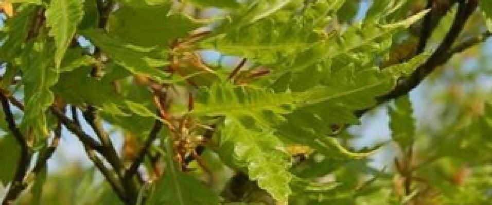 Hêtre Lacinié Feuilles de Fougères Fagus sylvatica 'Asplenifolia'