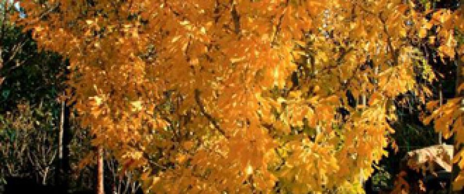 Ginkgo biloba 'Saratoga', beau feuillage jaune en automne