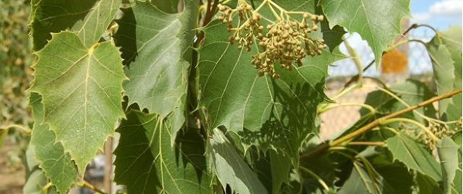 Tilleul de Henry arbre à floraison odorante