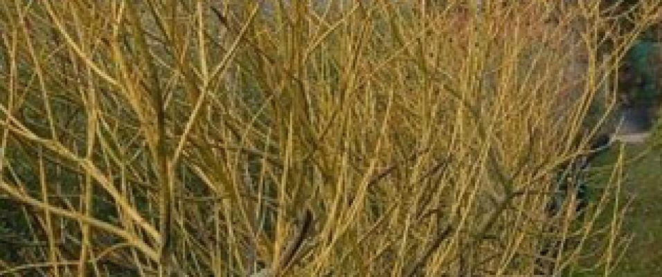 CORNUS Stolonifera 'Flaviramea' bois jaune d'or en hiver