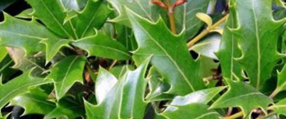 Osmanthe à feuilles variables faux houx arbuste persistant