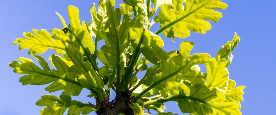 Arbres persistants résistant à la sécheresse et chaleur