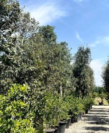 Arbres persistants résistants à la sécheresse et à la chaleur : lesquels choisir ?