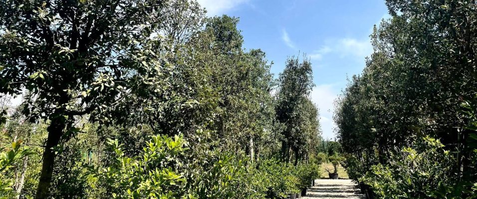 Arbres persistants résistants à la sécheresse et à la chaleur : lesquels choisir ?