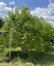 Chênes (Quercus) : espèces, usages…et un persistant à (re)découvrir