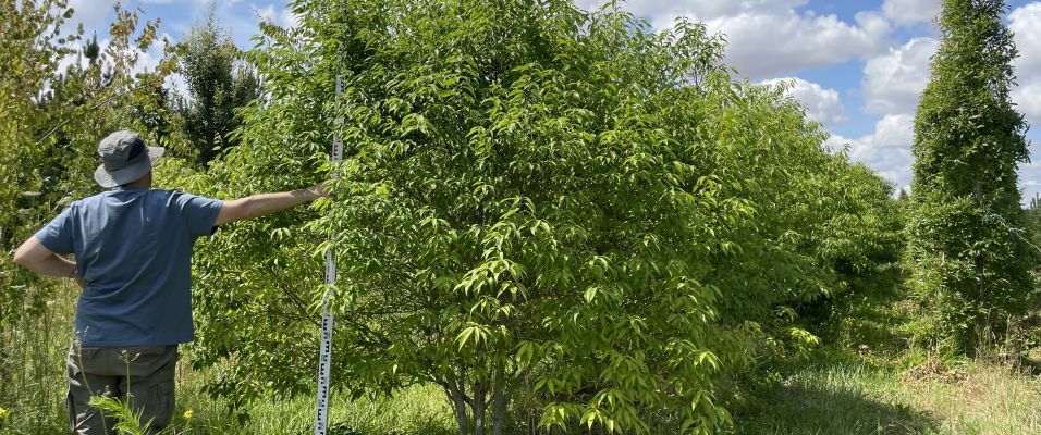 Chênes (Quercus) : espèces, usages…et un persistant à (re)découvrir