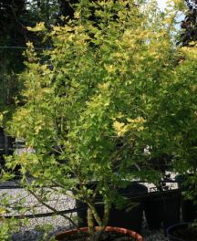 Quercus ilex en tige ou en cépée, le chêne vert persistant pour structurer un jardin