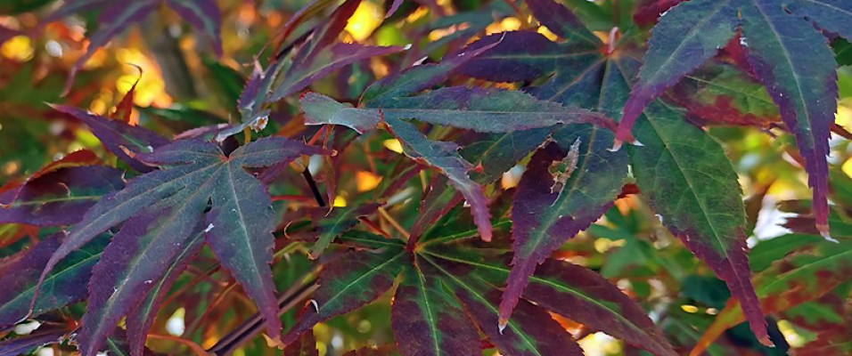 Erable pourpre du Japon Acer palmatum 'Atropurpureum'