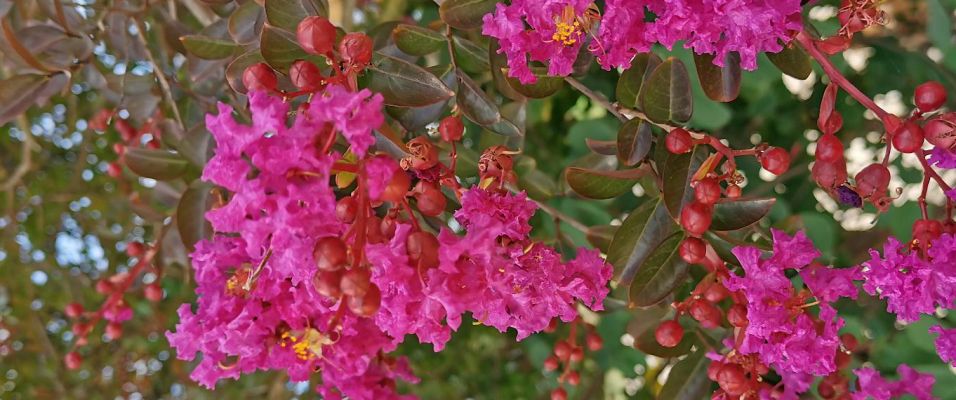 Lilas des Indes Rose Lagerstroemia - Pépinières de Bazainville