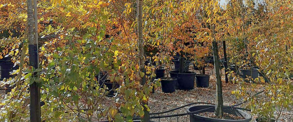 Févier d’Amérique Gleditsia Triacanthos Pépinières Bazainville