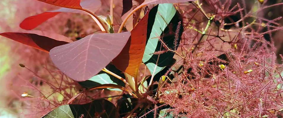 Arbre à Perruque Bronze ou Cotinus dummeri 'Grace'