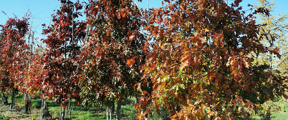 Chene des Marais Arbre Quercus Palustris