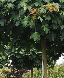 Arbre boule sur tige : quelles variétés choisir ?