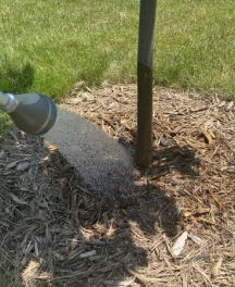 Guide d’arrosage des arbres nouvellement plantés pour l’Eté