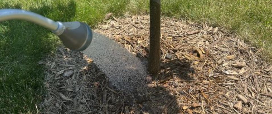 Guide d’arrosage des arbres nouvellement plantés pour l’Eté