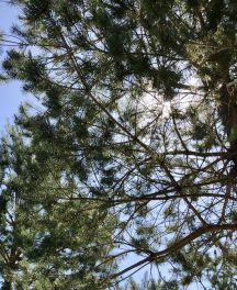 Guide d’arrosage des arbres nouvellement plantés pour l’Eté