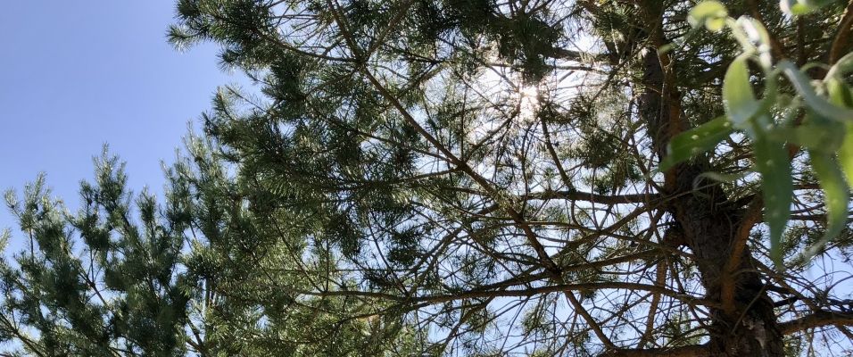 Guide d’arrosage des arbres nouvellement plantés pour l’Eté