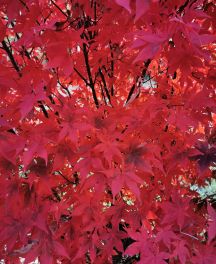 L’érable du Japon (Acer palmatum) : un écrin de couleurs au jardin