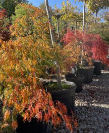 Érable du Japon (Acer palmatum) : un écrin de couleurs au jardin