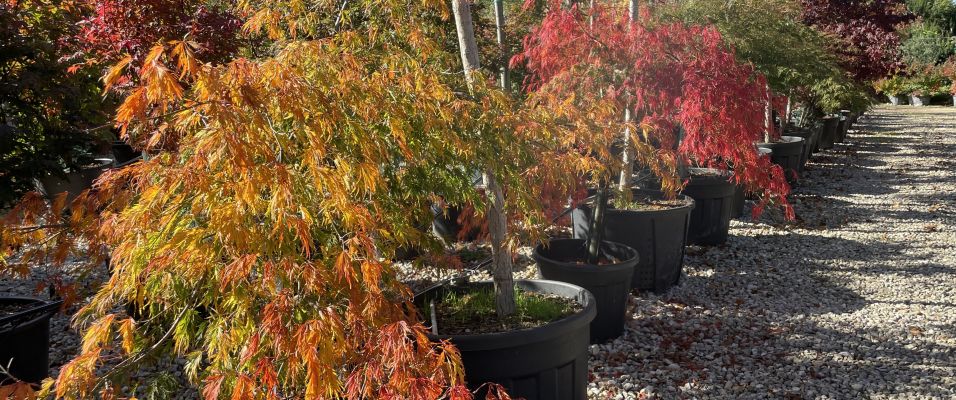 Érable du Japon (Acer palmatum) : un écrin de couleurs au jardin