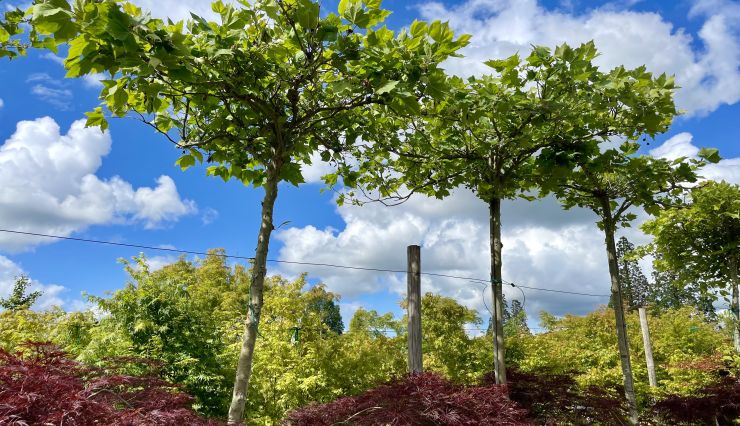 Platanus Acerifolia taillé en plateau : un arbre idéal pour faire de l'ombre au jardin