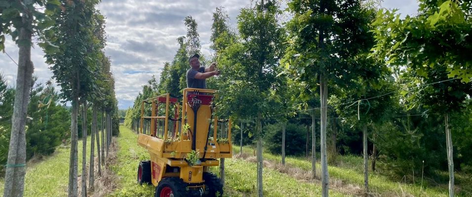 La taille de formation des arbres : pourquoi Juillet est le mois idéal pour certains arbres ?