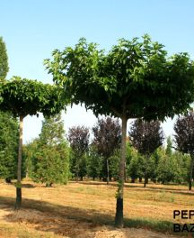 Le Mûrier Platane Stérile, un magnifique arbre d’ombrage